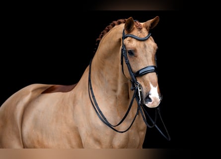 KWPN, Castrone, 10 Anni, Sauro