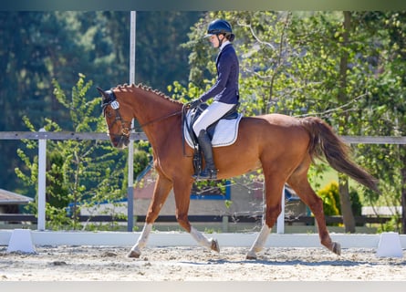 KWPN, Castrone, 11 Anni, 164 cm, Sauro