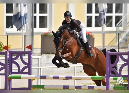 KWPN, Castrone, 11 Anni, 182 cm, Baio