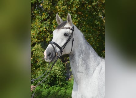 KWPN, Castrone, 12 Anni, 175 cm, Grigio pezzato