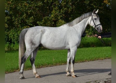 KWPN, Castrone, 12 Anni, 175 cm, Grigio pezzato