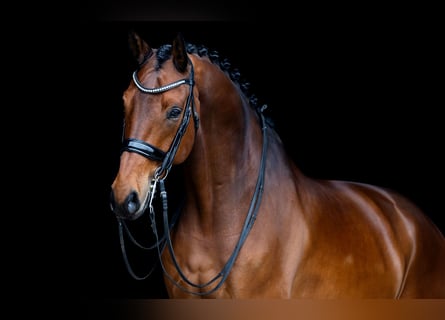 KWPN, Castrone, 13 Anni, 174 cm, Baio