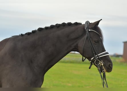 KWPN, Castrone, 13 Anni, 175 cm, Baio nero