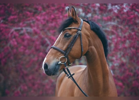 KWPN, Castrone, 14 Anni, 167 cm, Baio