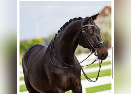 KWPN, Castrone, 15 Anni, 163 cm, Morello