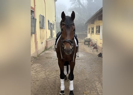 KWPN, Castrone, 16 Anni, 173 cm, Baio