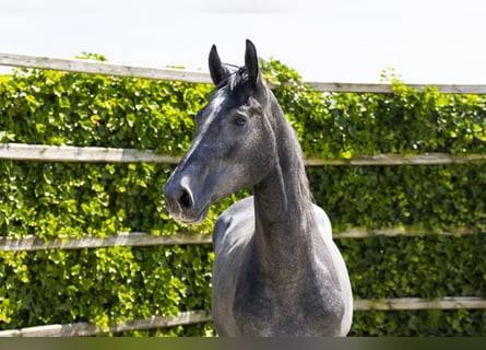 KWPN, Castrone, 2 Anni, 160 cm, Grigio