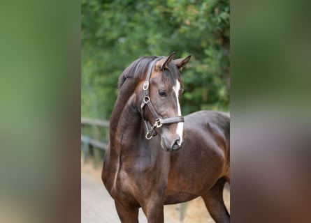 KWPN, Castrone, 2 Anni, 167 cm, Baio scuro