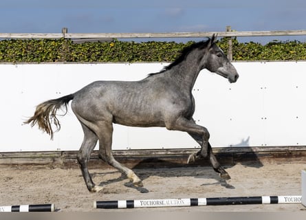 KWPN, Castrone, 2 Anni, 168 cm, Grigio pezzato