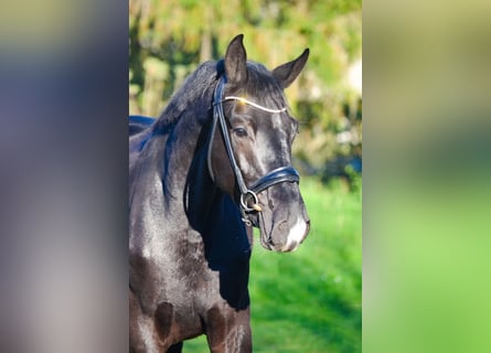 KWPN, Castrone, 2 Anni, 168 cm, Morello