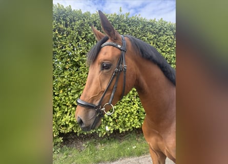 KWPN, Castrone, 3 Anni, 159 cm, Baio