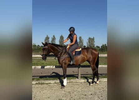 KWPN, Castrone, 3 Anni, 164 cm, Baio