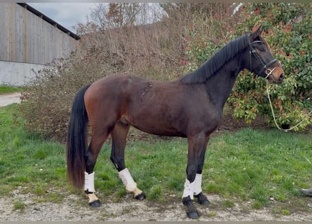 KWPN, Castrone, 3 Anni, 165 cm, Baio scuro