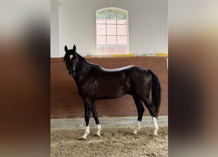 KWPN, Castrone, 3 Anni, 165 cm, Morello