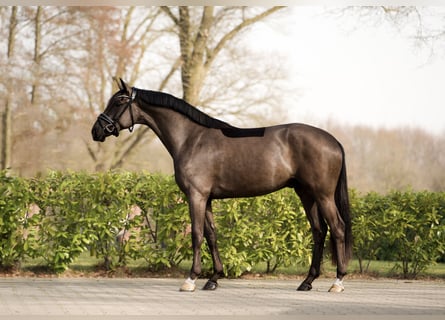 KWPN, Castrone, 3 Anni, 165 cm, Morello