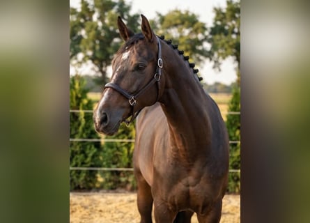 KWPN, Castrone, 3 Anni, 166 cm, Baio