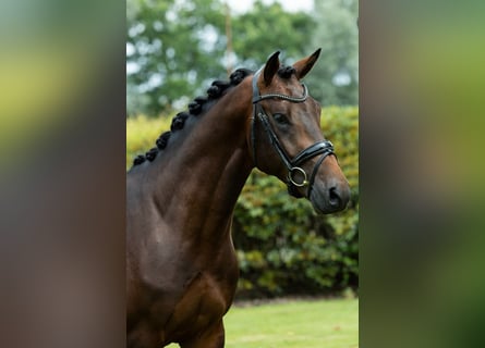 KWPN, Castrone, 3 Anni, 166 cm, Baio scuro