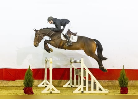 KWPN, Castrone, 3 Anni, 167 cm, Baio