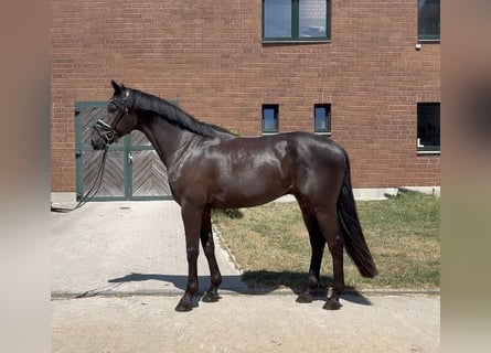 KWPN, Castrone, 3 Anni, 168 cm, Baio nero