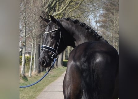KWPN, Castrone, 3 Anni, 168 cm, Baio nero