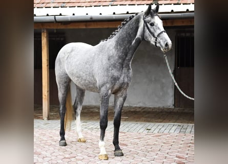 KWPN, Castrone, 3 Anni, 168 cm, Grigio pezzato