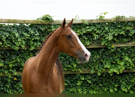 KWPN, Castrone, 3 Anni, 168 cm, Sauro