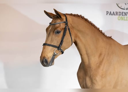 KWPN, Castrone, 3 Anni, 168 cm, Sauro scuro