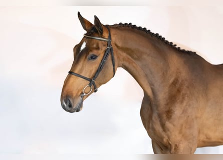 KWPN, Castrone, 3 Anni, 169 cm, Baio