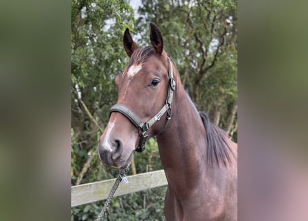 KWPN, Castrone, 3 Anni, 170 cm, Baio scuro