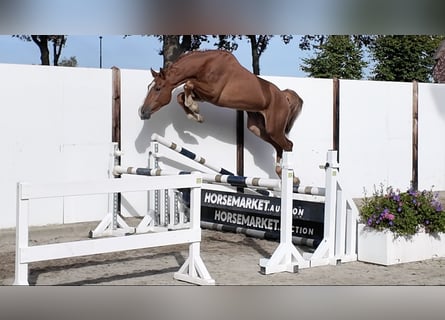 KWPN, Castrone, 3 Anni, 170 cm, Sauro