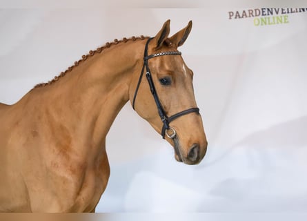 KWPN, Castrone, 3 Anni, 170 cm, Sauro scuro