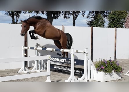 KWPN, Castrone, 3 Anni, 172 cm, Baio