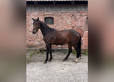 KWPN, Castrone, 3 Anni, 172 cm, Baio scuro