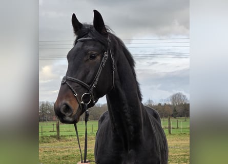 KWPN, Castrone, 3 Anni, 175 cm, Baio nero