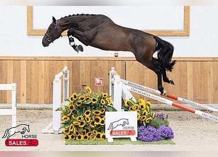 KWPN, Castrone, 3 Anni