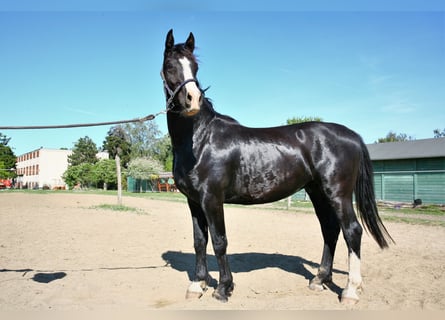 KWPN, Castrone, 4 Anni, 160 cm, Morello