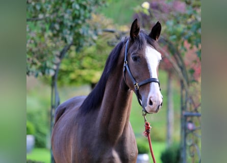 KWPN, Castrone, 4 Anni, 163 cm, Baio