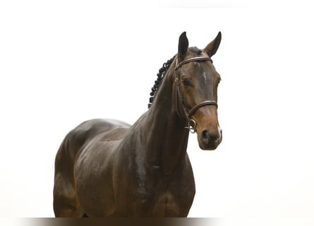 KWPN, Castrone, 4 Anni, 163 cm