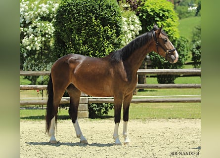 KWPN, Castrone, 4 Anni, 164 cm, Baio