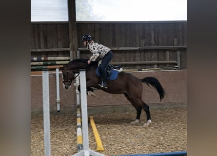 KWPN, Castrone, 4 Anni, 165 cm, Baio