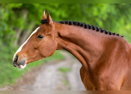 KWPN, Castrone, 4 Anni, 165 cm, Baio