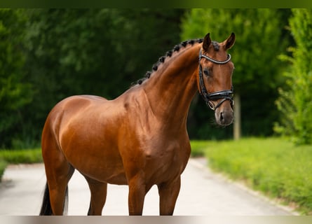 KWPN, Castrone, 4 Anni, 165 cm, Baio ciliegia