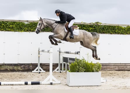 KWPN, Castrone, 4 Anni, 165 cm, Grigio