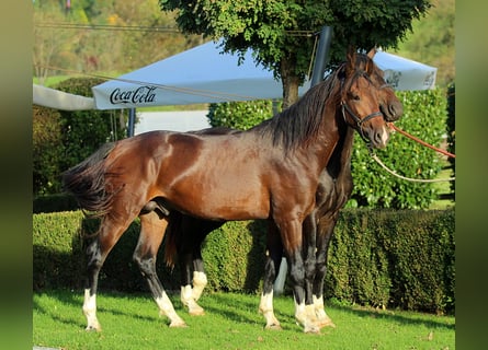 KWPN, Castrone, 4 Anni, 166 cm, Baio