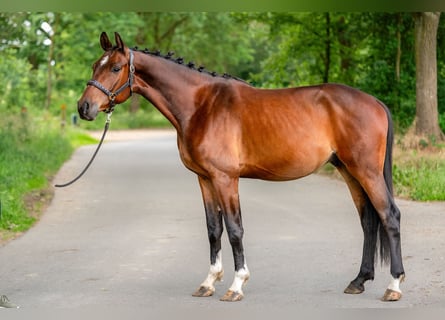 KWPN, Castrone, 4 Anni, 166 cm, Baio