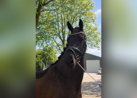 KWPN, Castrone, 4 Anni, 166 cm, Morello