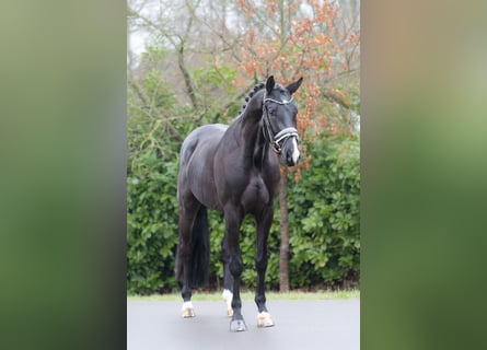 KWPN, Castrone, 4 Anni, 166 cm, Morello