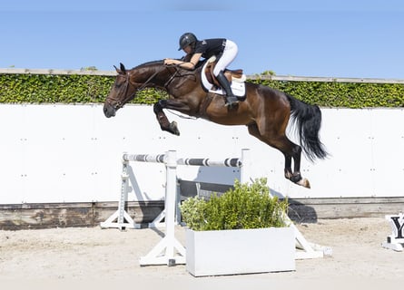 KWPN, Castrone, 4 Anni, 167 cm, Baio