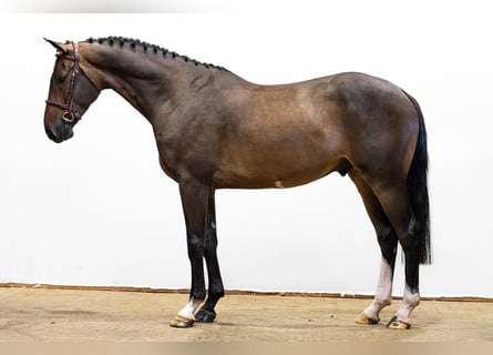 KWPN, Castrone, 4 Anni, 167 cm, Baio scuro