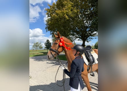 KWPN, Castrone, 4 Anni, 167 cm, Sauro